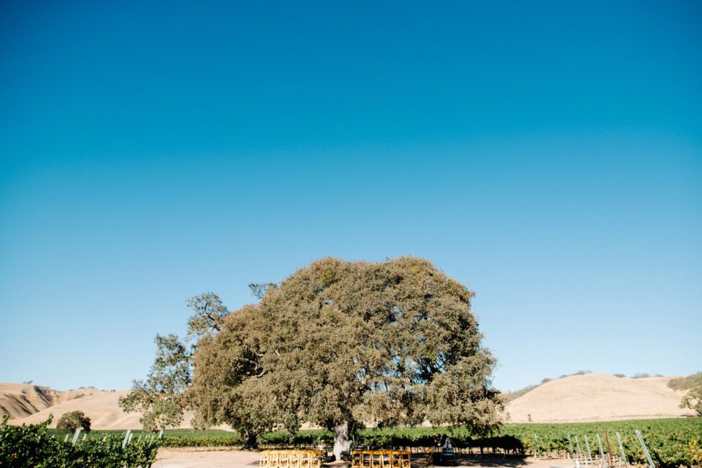Ceremony under the tree at Cass Winery Wedding photographed by Austyn Elizabeth Photography