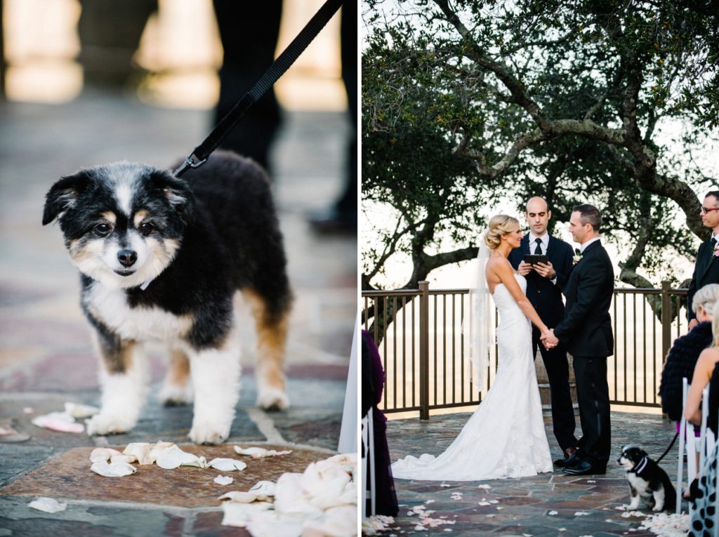 Ring Bearer is bride and groom's dog at Mountain Winery Wedding in Saratoga Wedding by Austyn Elizabeth Photography