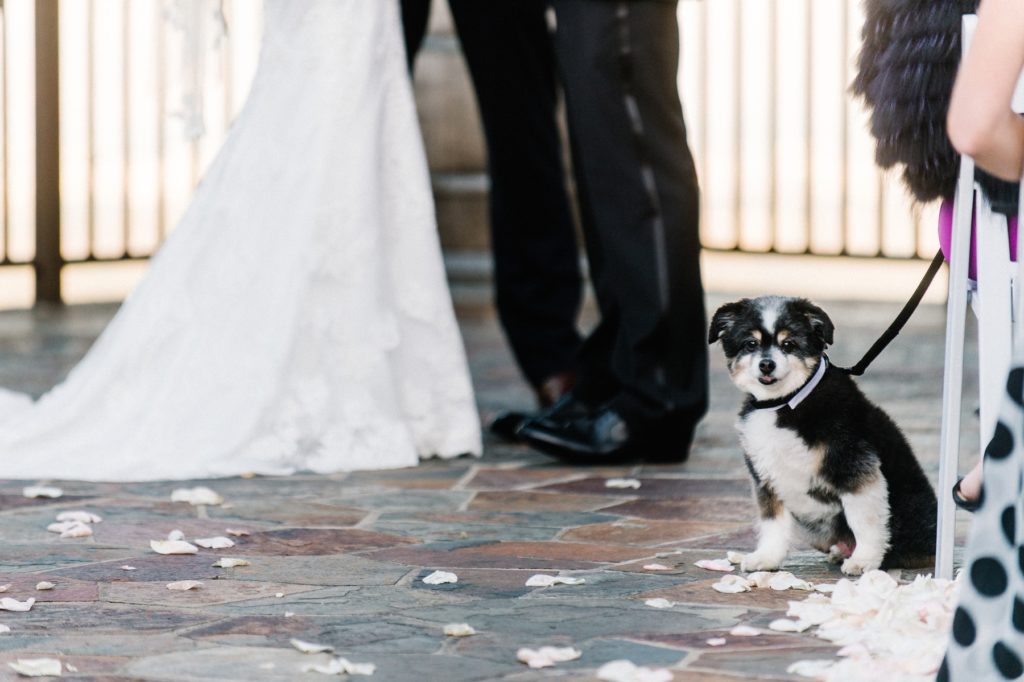 Bride and Groom's dog at Mountain Winery Wedding in Saratoga Wedding by Austyn Elizabeth Photography