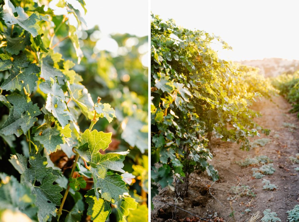 grape vines at wedding at cass winery wedding by paso robles wedding photographer Austyn Elizabeth Photography
