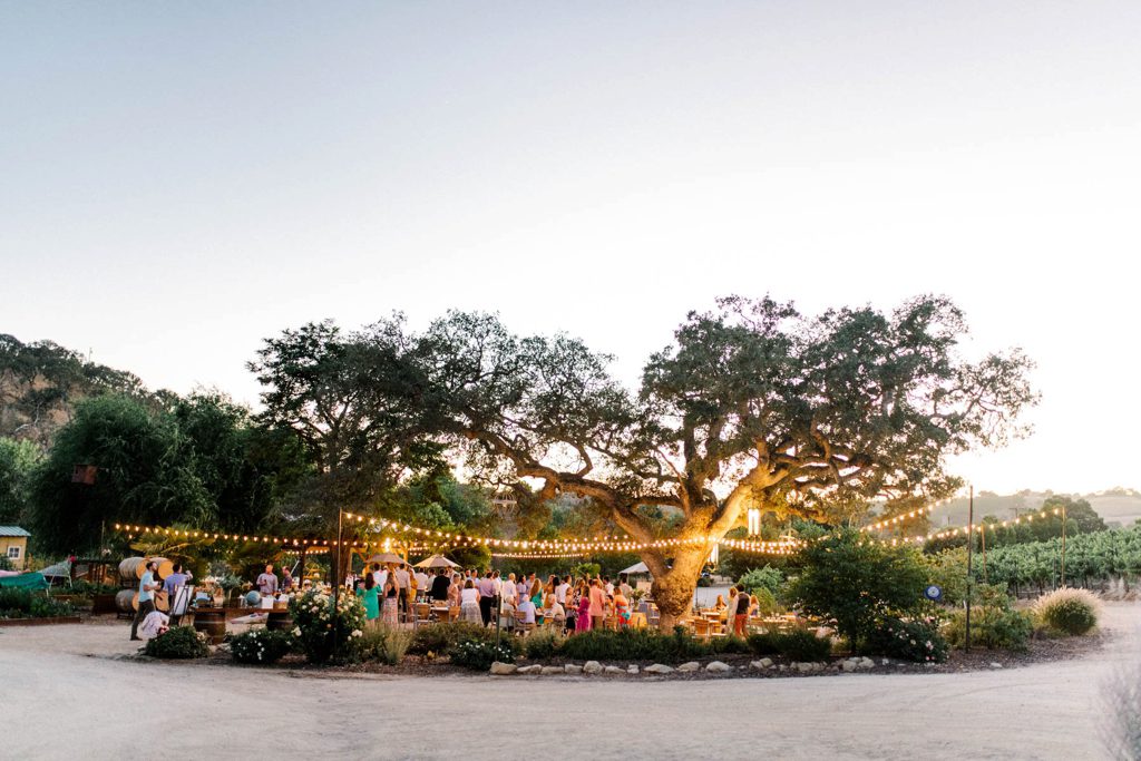 Cass Winery Reception under Oak Tree at Paso Robles Wedding