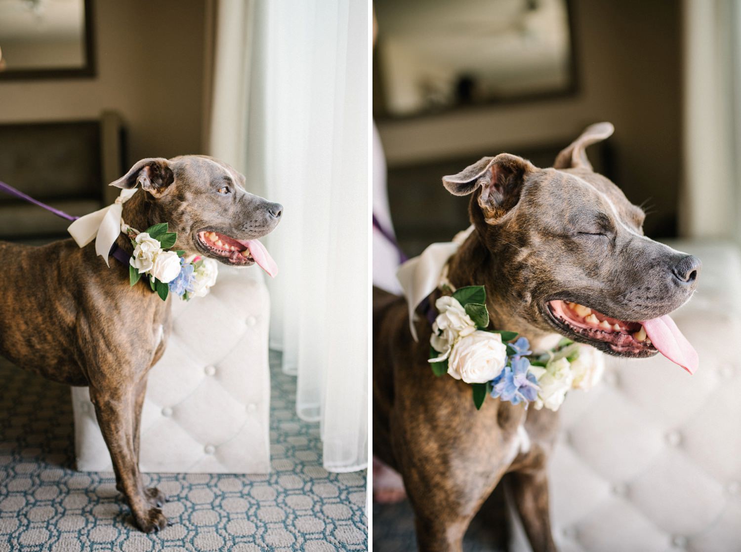 Flower dog collar for dog friendly wedding at Cliffs Hotel Wedding by Pismo Beach Wedding Photographer Austyn Elizabeth Photography