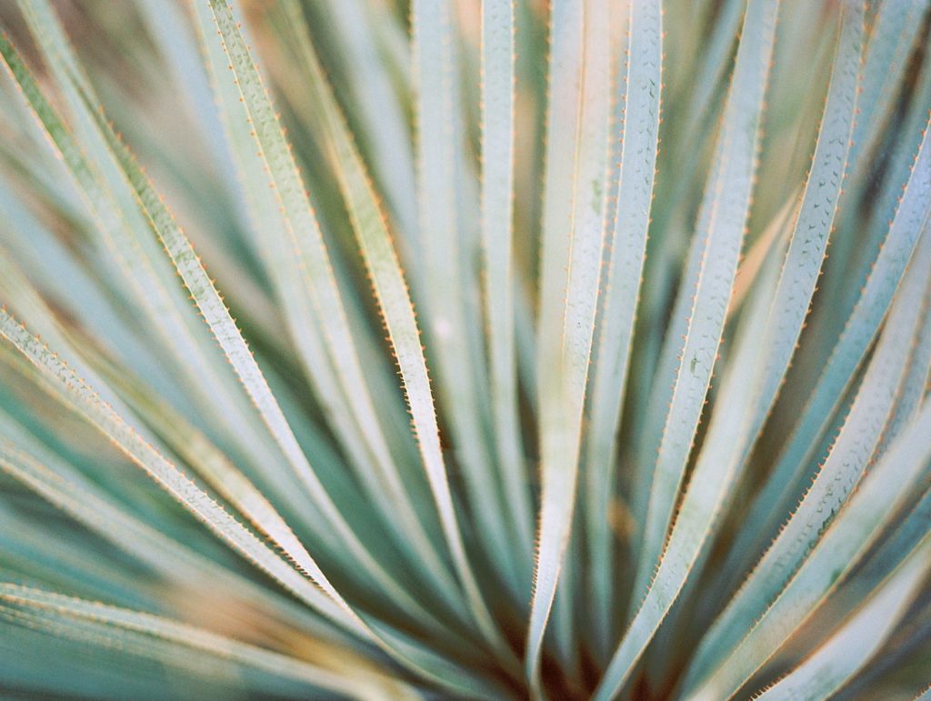 Cactus frauns at Villa Leche Palm Desert Airbnb by San Luis Obispo Wedding Photographer Austyn Elizabeth Photography