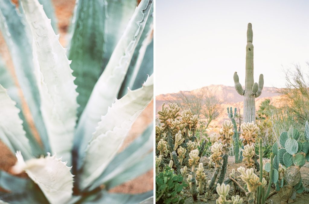 Cigero Cactus at Villa Leche Palm Desert Airbnb by San Luis Obispo Wedding Photographer Austyn Elizabeth Photography