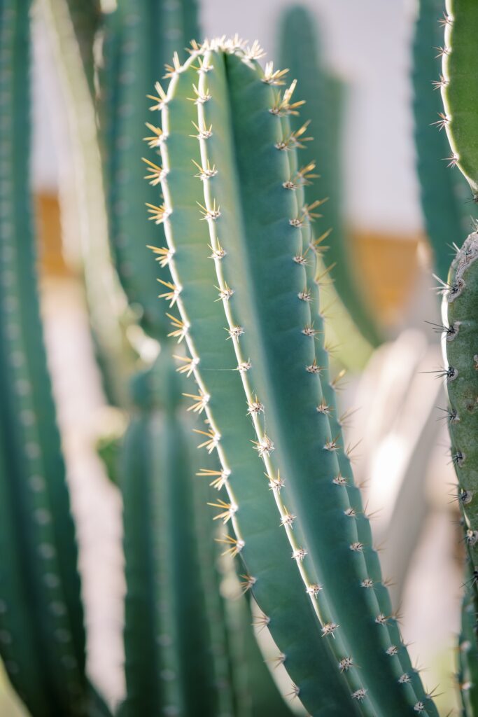 Cactus at Villa Leche wedding by Palm Springs Wedding Photographer Austyn Elizabeth Photography